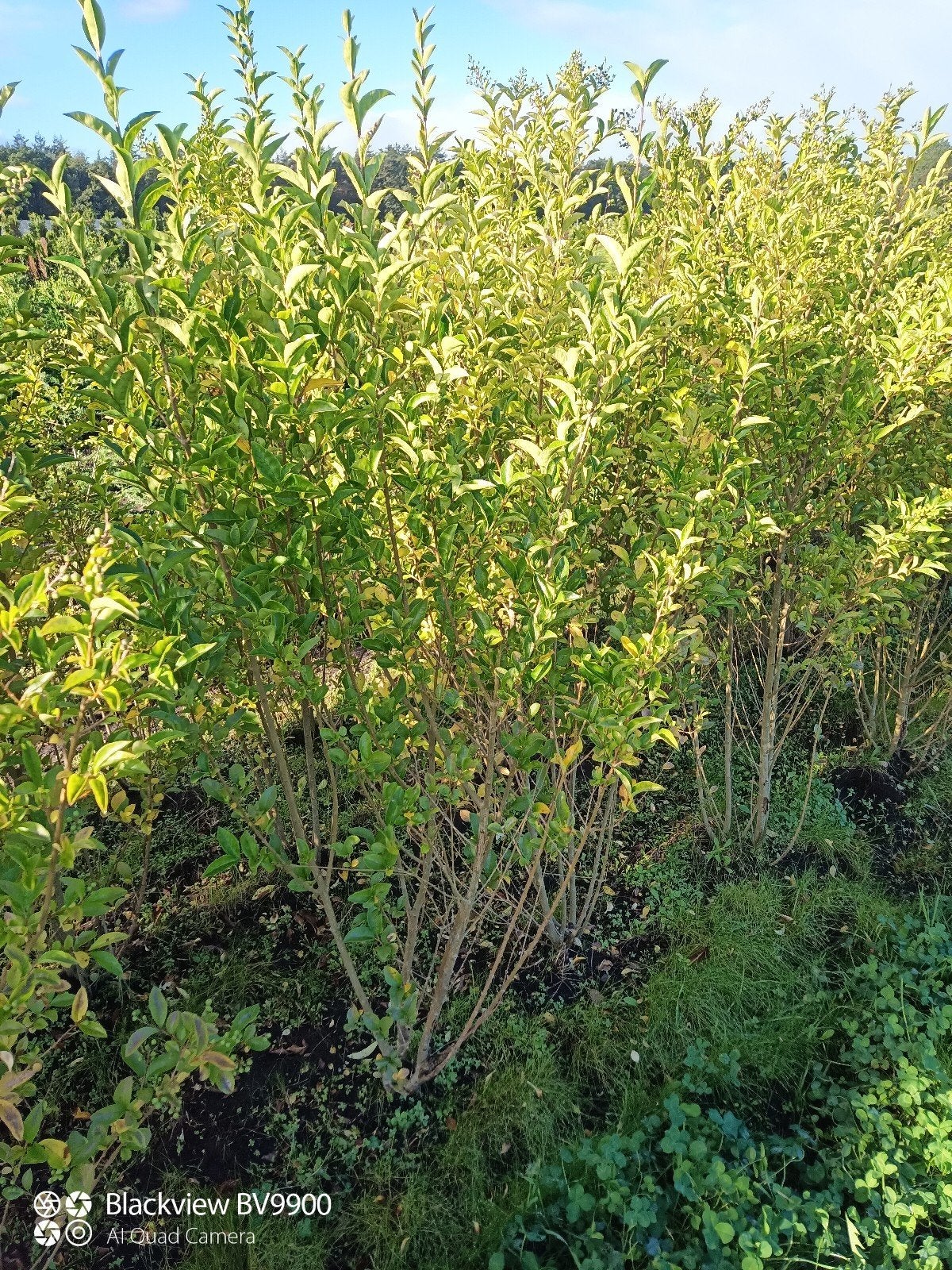 ligustrum ovalifolium struiken wintergroen 100 tot 180cm, Ophalen of Verzenden, Liguster, Struik, 100 tot 250 cm