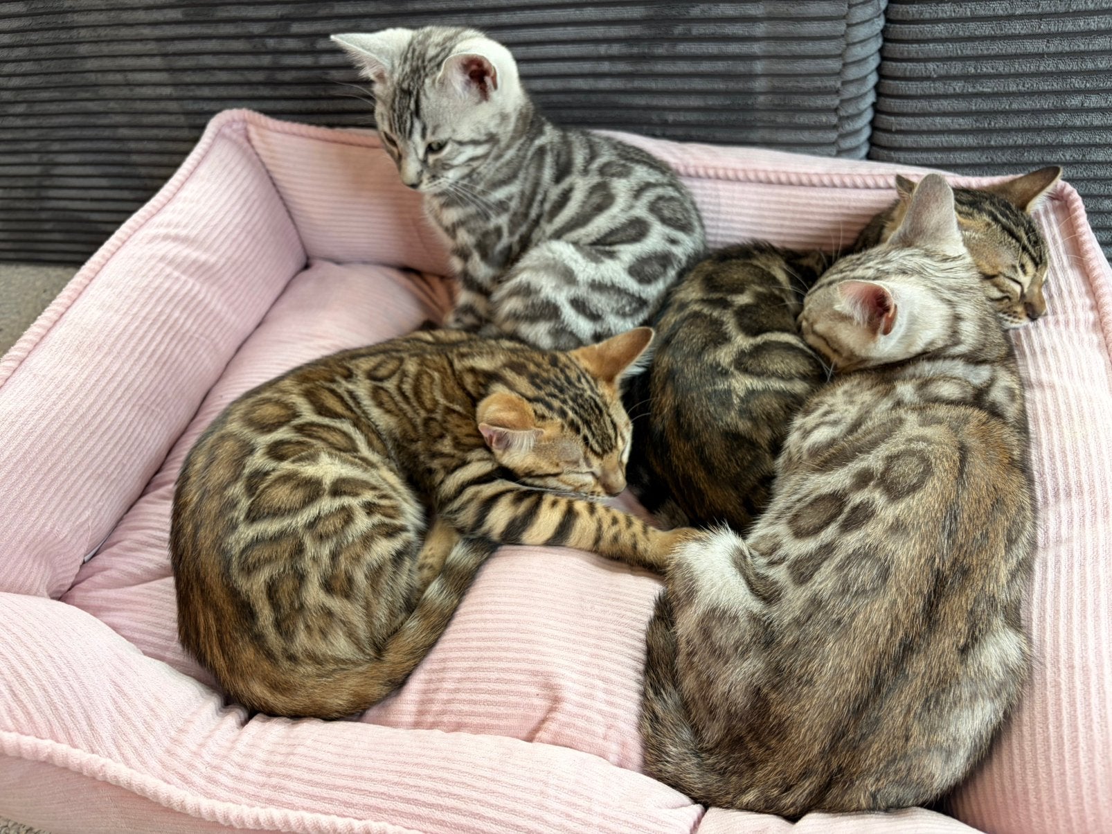 Exclusieve Bengal kittens met stamboom | geboren 03/2026, Meerdere dieren, Met stamboom, 0 tot 2 jaar