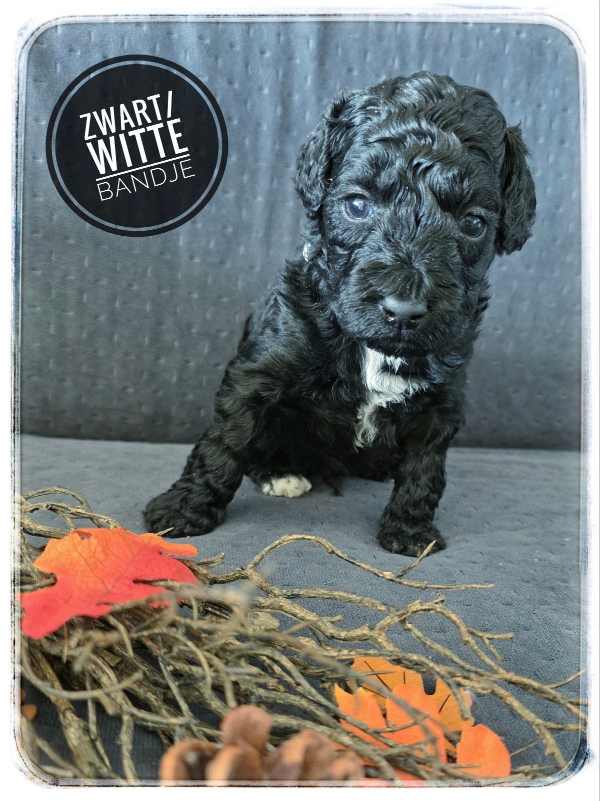 mini labradoodle pups, 8 tot 15 weken, CDV (hondenziekte), Meerdere, Nederland