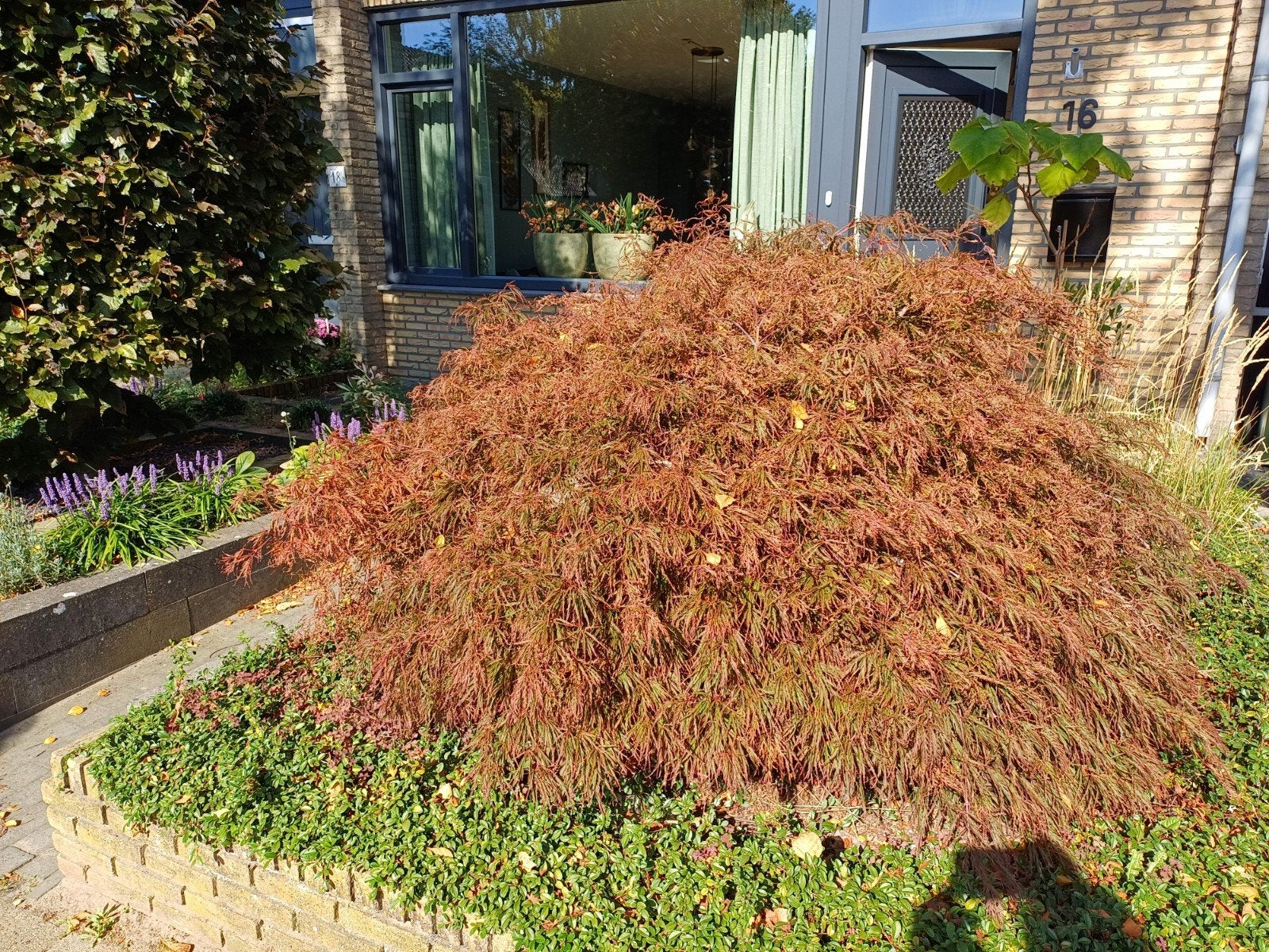 Japanse esdoorn (Acer palmatum) - Aangeplant in 2012, Tuin en Terras, Bloeit niet, Halfschaduw, 250 tot 400 cm, Overige soorten