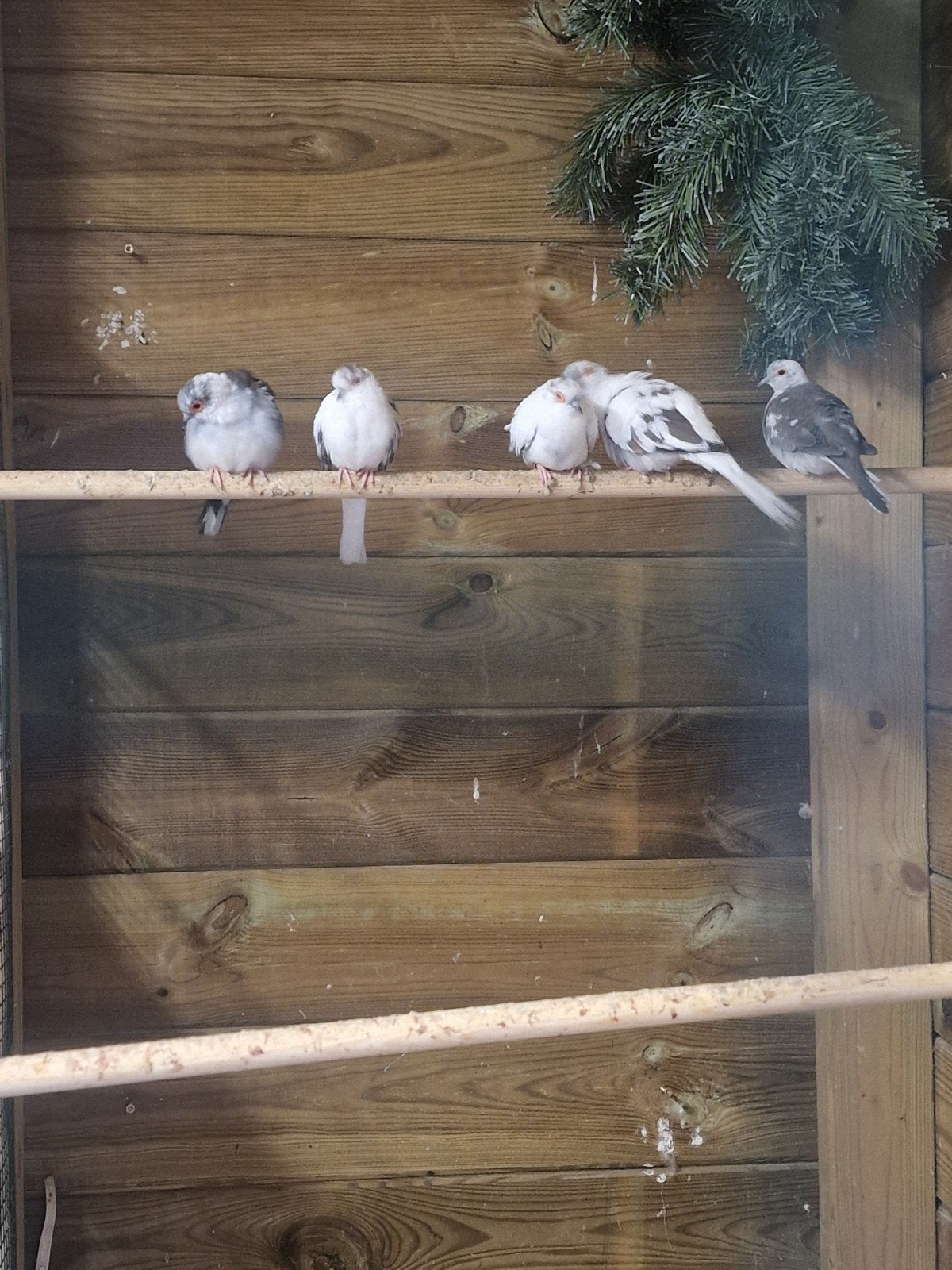 11 bonte diamant duiven, Dieren en Toebehoren, Vogels | Overige Vogels, Meerdere dieren, Tropenvogel