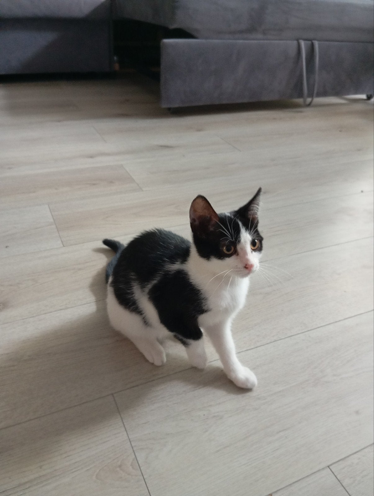 poes geboren 23 mei, Dieren en Toebehoren, Poes