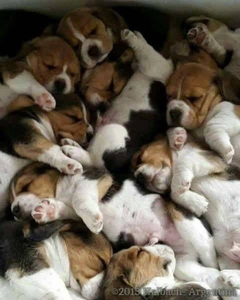 Gezocht een gezond Beagel teefje, Beagle, 15 weken tot 1 jaar, CDV (hondenziekte), Teef