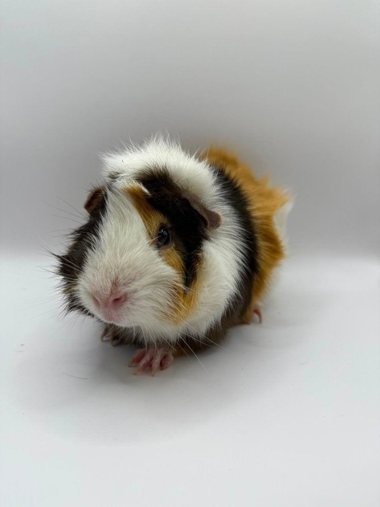 Te koop 2 super leuke gecastreerde cavia beertjes mannetjes, Maart, Mannelijk, Cavia