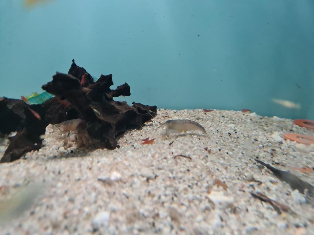 Blauwe waaierhandgarnaal, Atya Gabonensis, Vis, Zoetwatervis