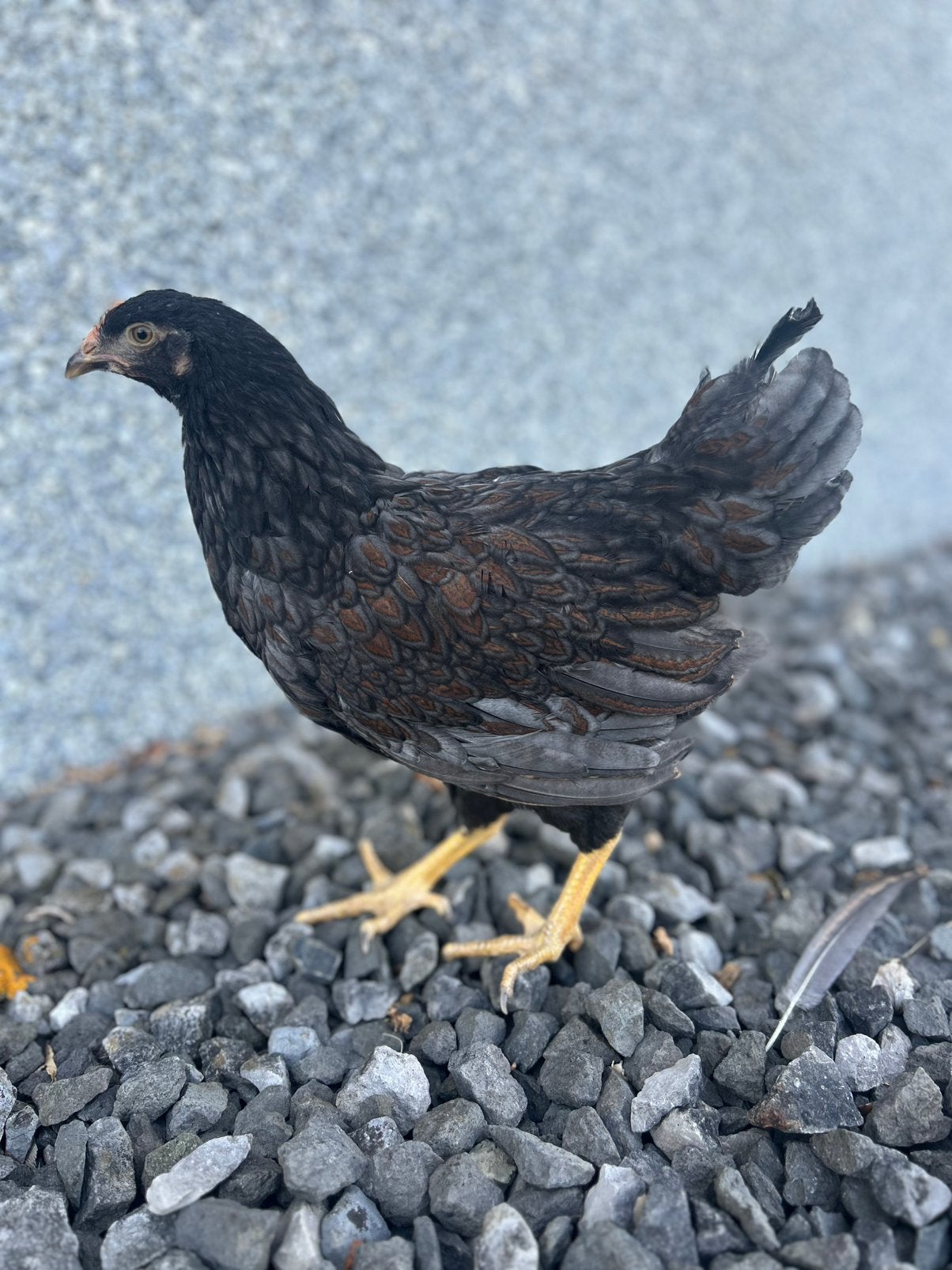 Barnevelders blauw/zwart gezoomd, Dieren en Toebehoren, Pluimvee, Vrouwelijk, Kip