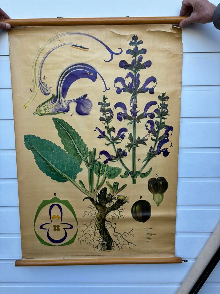 Oude schoolposters, Ophalen, Natuur en Biologie