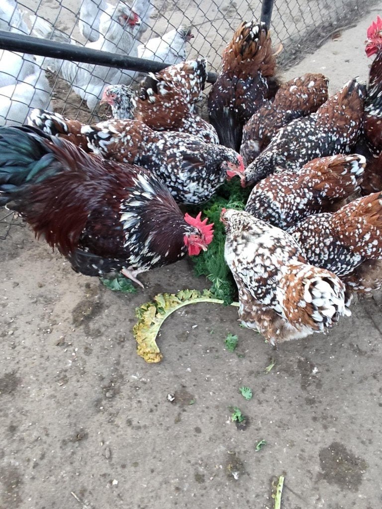 Pluimvee, Dieren en Toebehoren, Pluimvee, Meerdere dieren, Kip