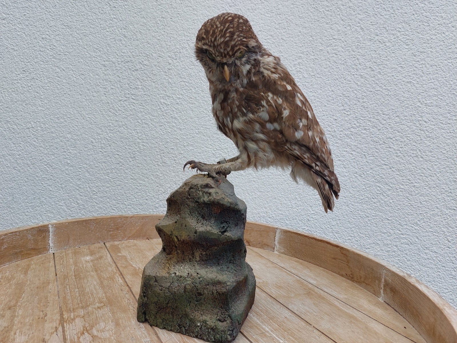 Steenuiltje geringd, Verzamelen, Dierenverzamelingen, Ophalen, Nieuw, Vogel, Opgezet dier