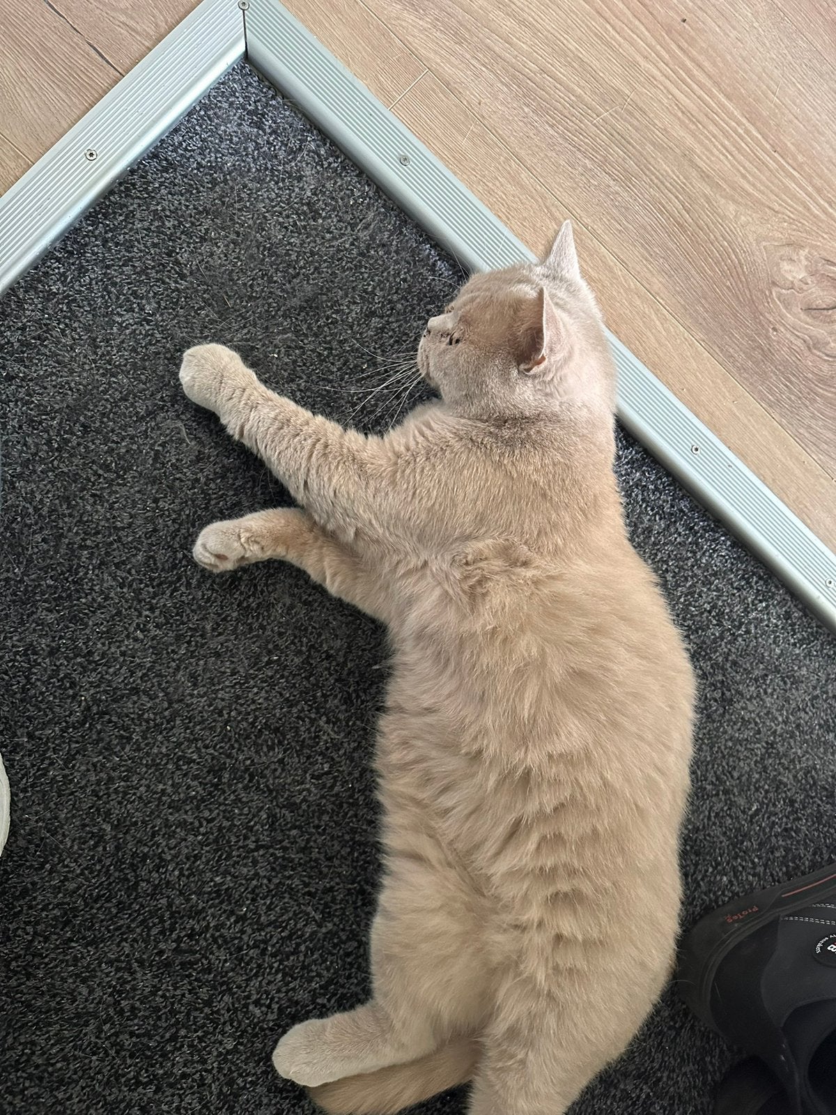 Britse Korthaar, Kater, Kortharig, 0 tot 2 jaar