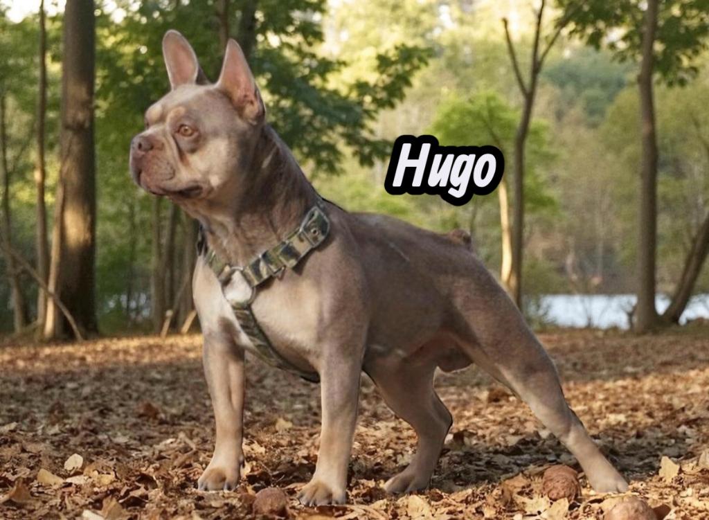 FRANSE BULLDOG DEKREU HUGO ISABELLA & TAN  MET STAMBOOM, Fokker | Hobbymatig, Reu, 1 tot 2 jaar, Buitenland