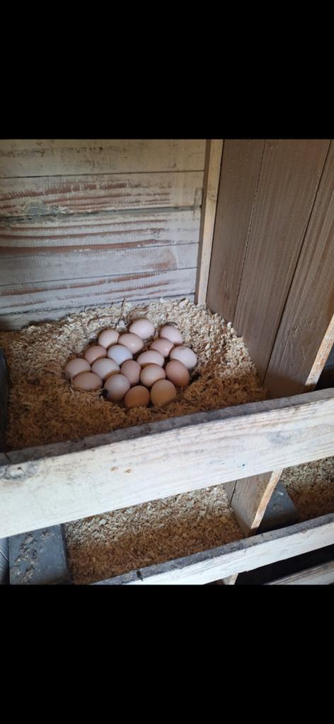 Broed eieren ayam cemani, Dieren en Toebehoren, Pluimvee | Toebehoren, Ophalen of Verzenden, Nieuw, Overige typen
