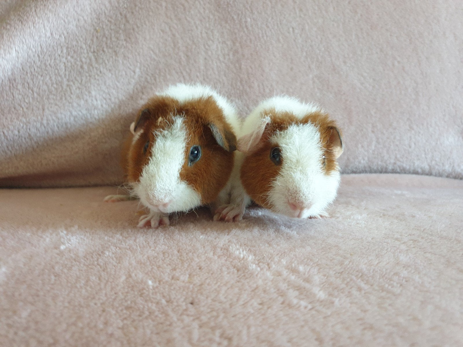 US Teddy beertjes, Dieren en Toebehoren, Knaagdieren, Cavia, Mannelijk, Juli, Tam