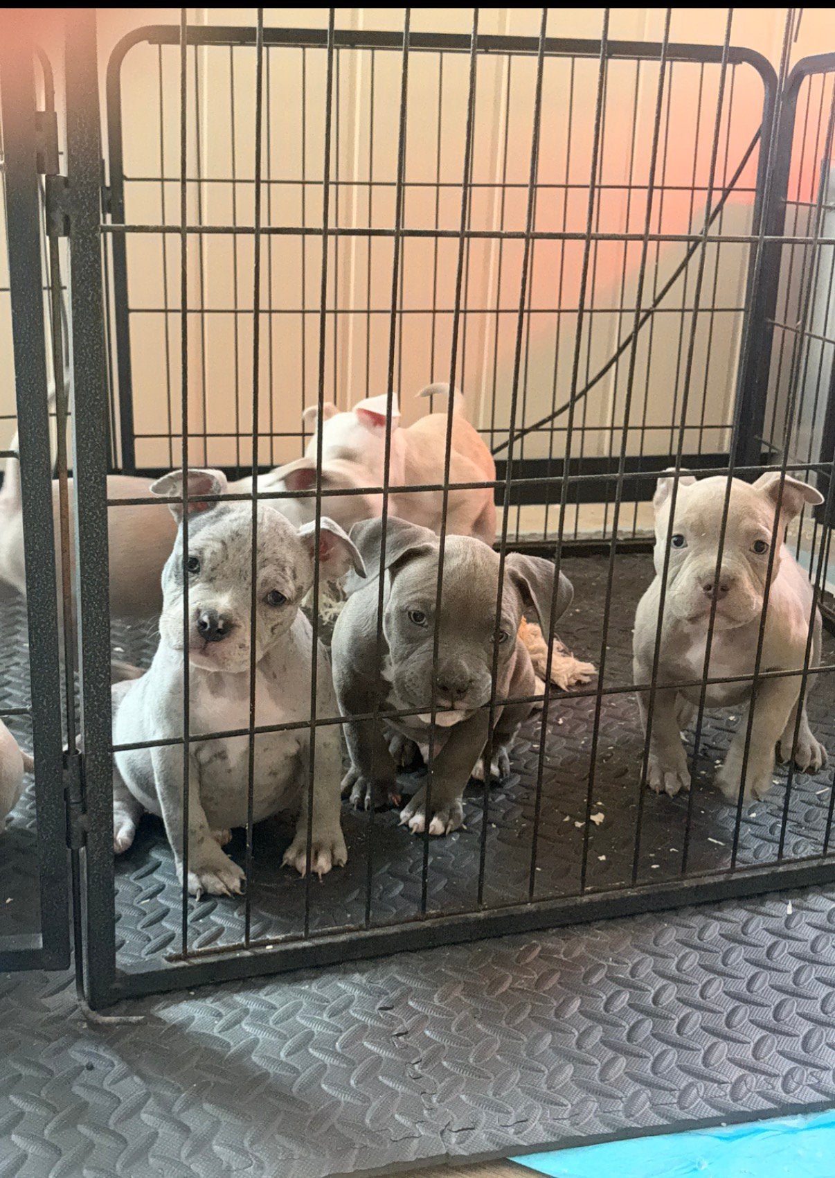 American bully reu, Dieren en Toebehoren, Overige rassen, 8 tot 15 weken, Meerdere dieren, Eén hond