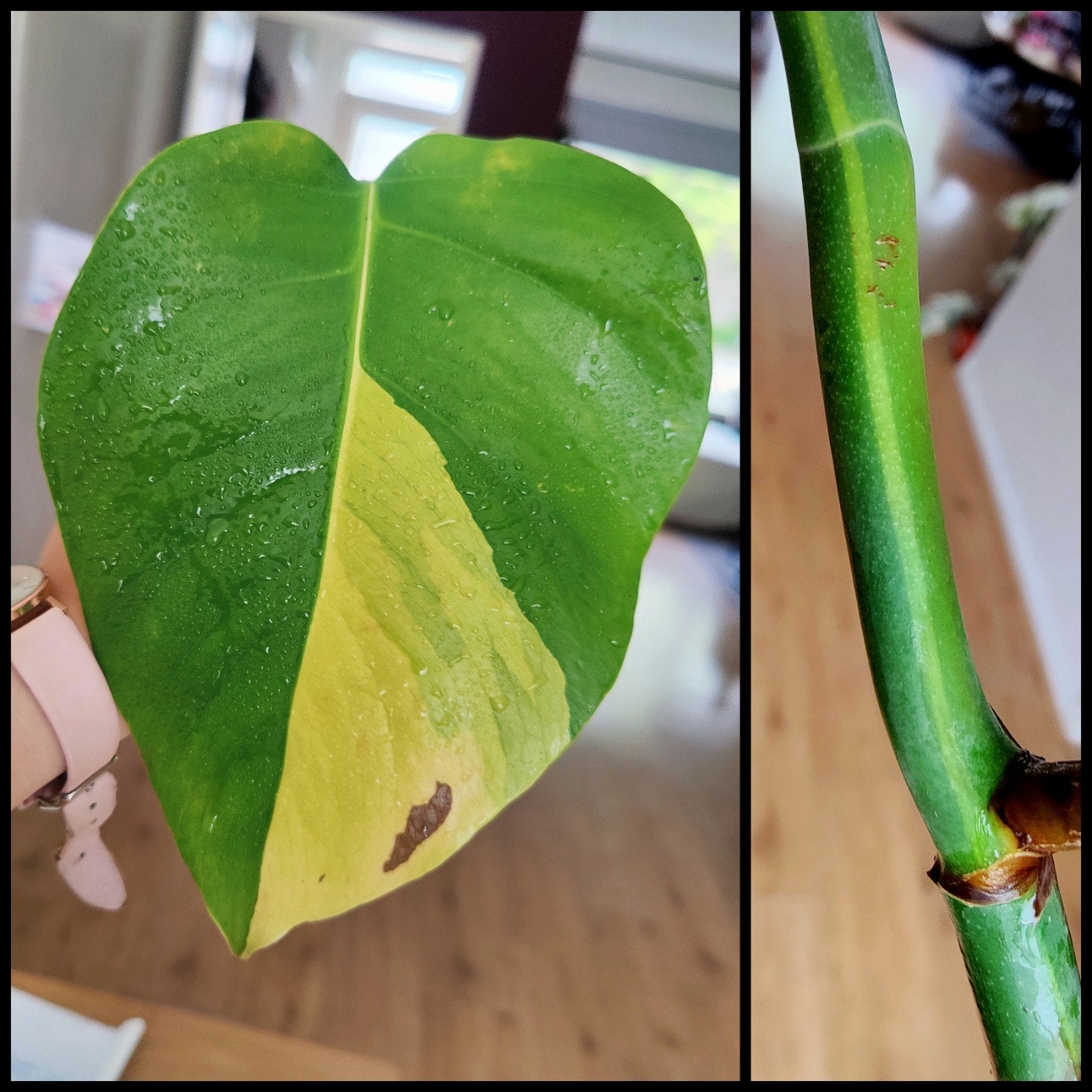 Monstera Aurea yellow variegata stek, Ophalen, Halfschaduw, Minder dan 100 cm