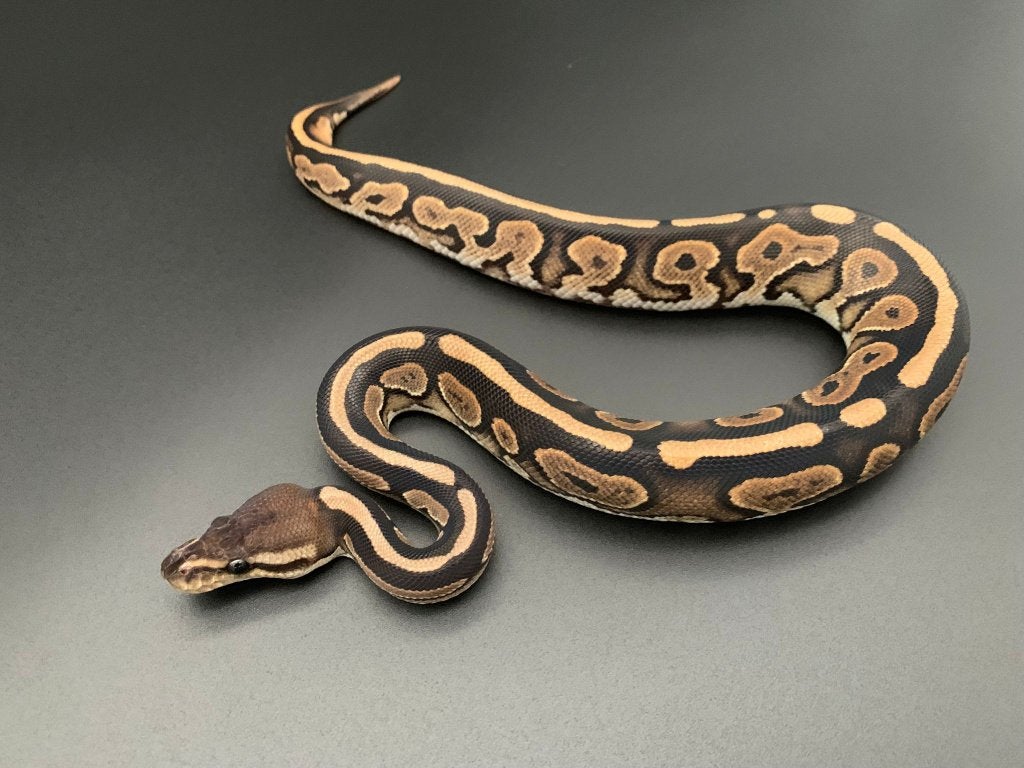 0.1 cinnamon het pied python regius Ball Python photo 2