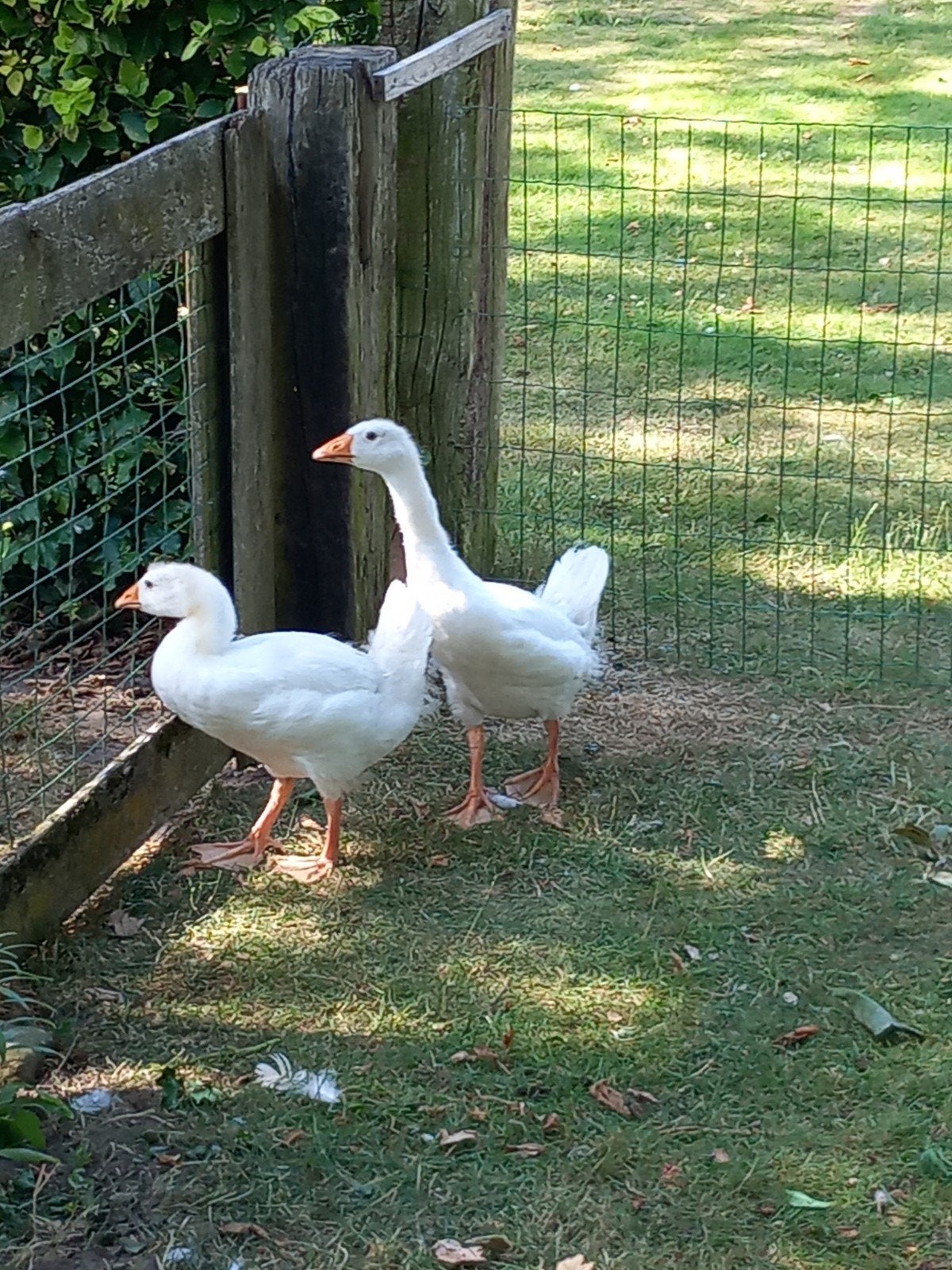 Ganzen, Geslacht onbekend, Gans of Zwaan