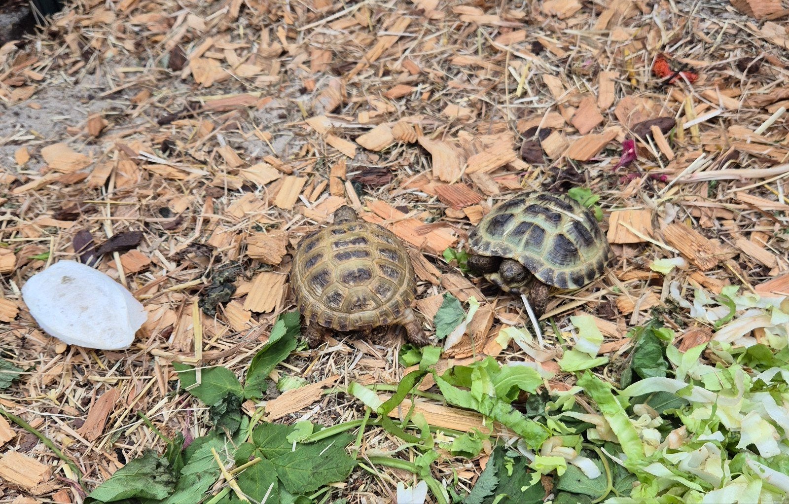 Testudo horsfildi russische vierteen landschildpad Tortoise - unknown for sale from podarcis sicula