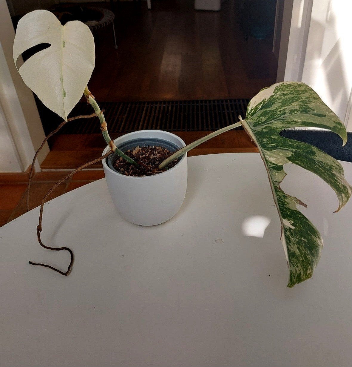 Monstera Variegata - veel wit, Ophalen, Overige soorten, Halfschaduw