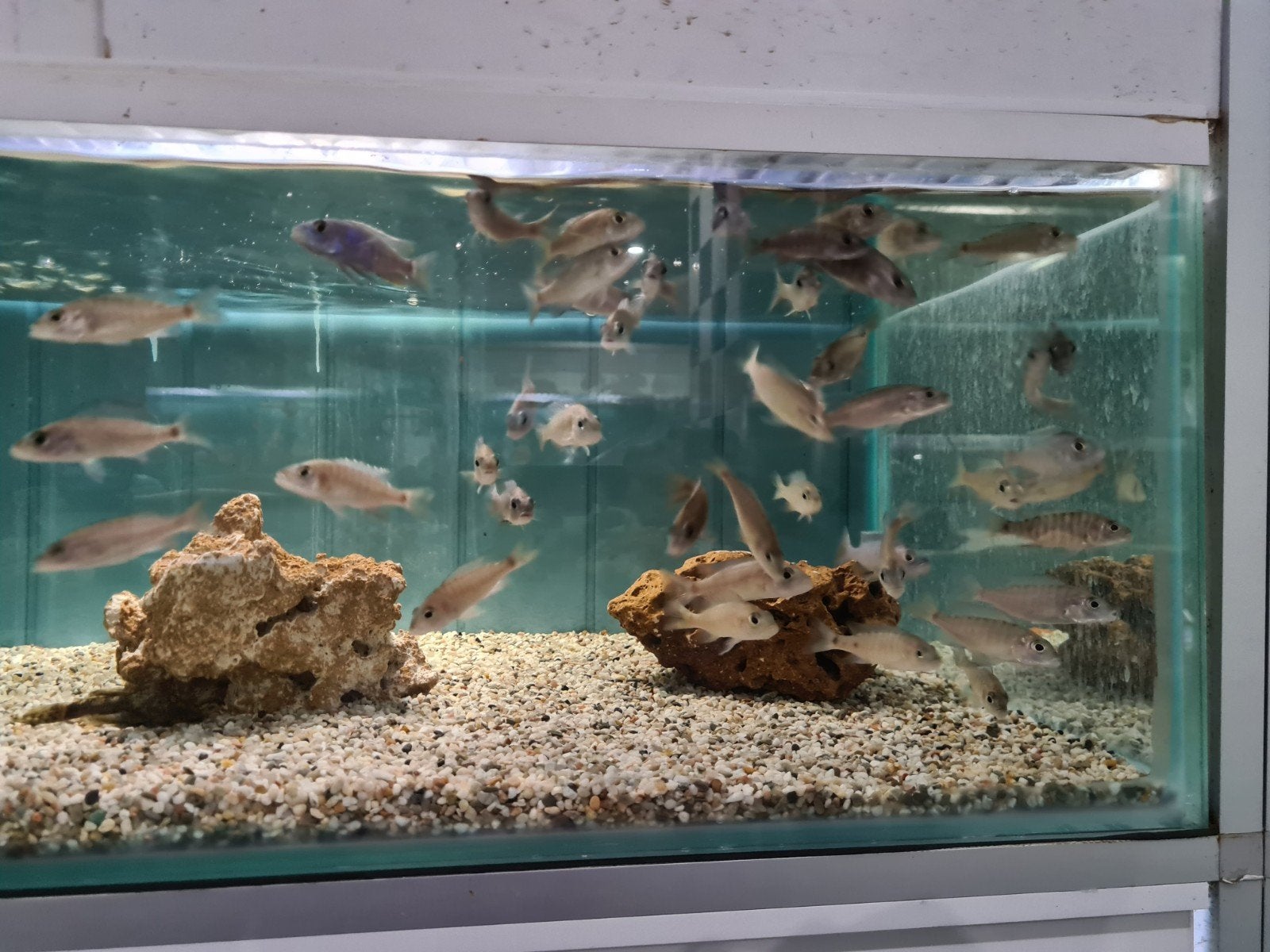 Sciaenochromis Freyeri Malawi Cichliden, Vis, Zoetwatervis