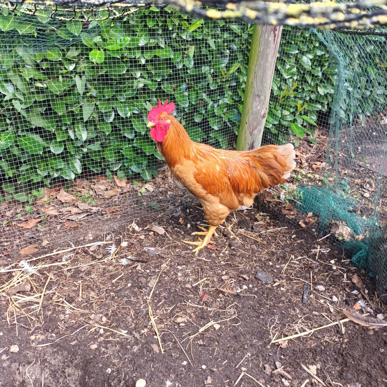 Leghorn Haan Groot Ras, Dieren en Toebehoren, Mannelijk, Kip