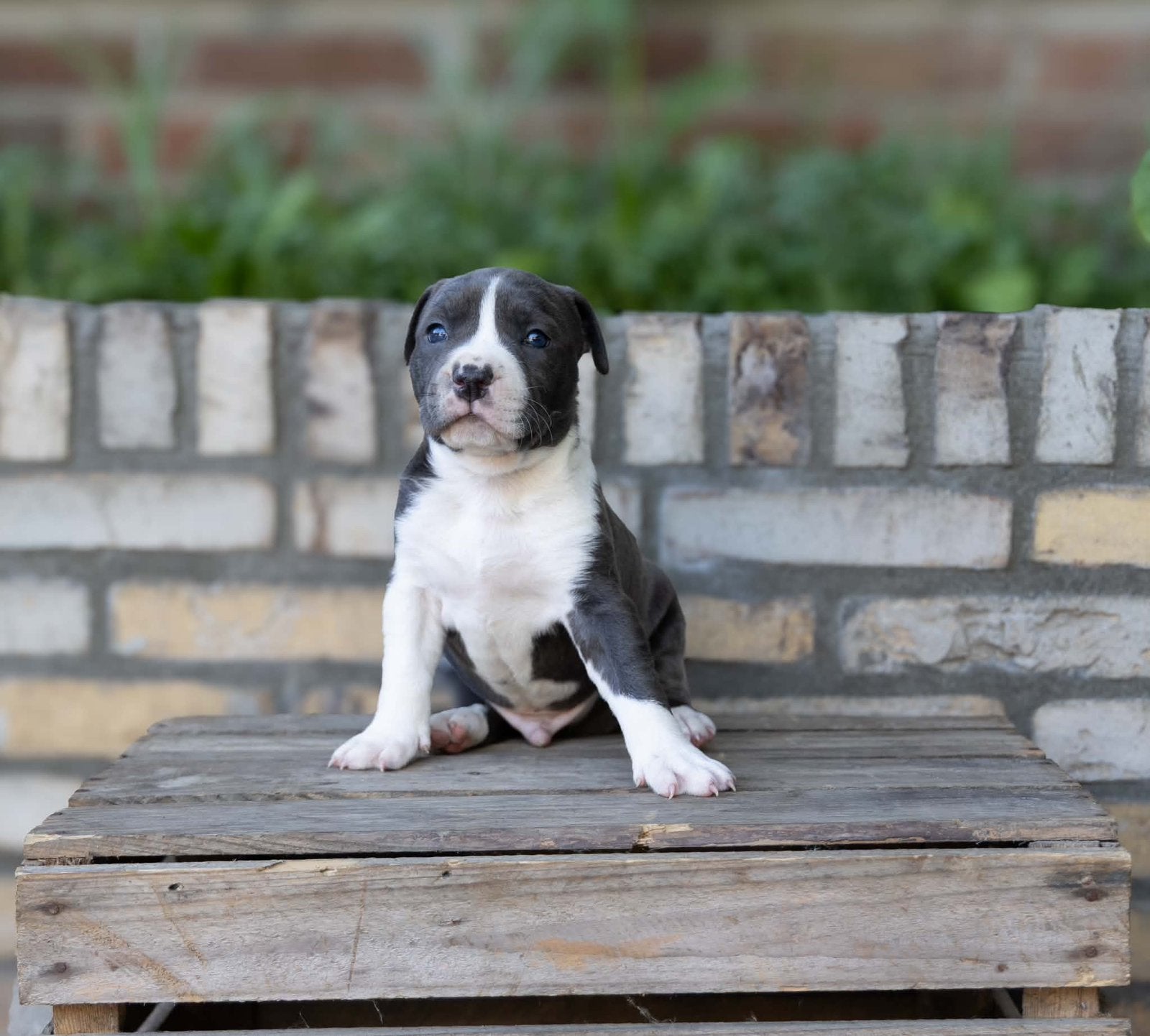 2 amerikaanse  staffords reutjes, Dieren en Toebehoren, Honden | Bulldogs, Pinschers en Molossers, Reu, Overige rassen, Fokker | Hobbymatig