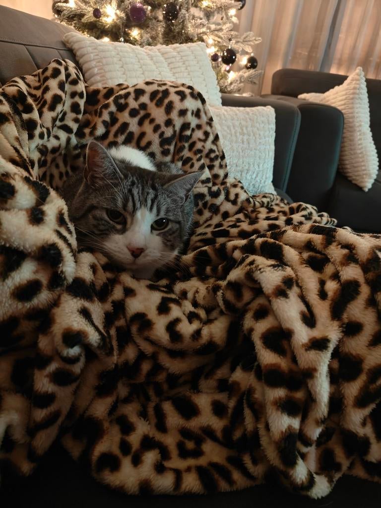 Britse korthaar, Dieren en Toebehoren, Kater, Gechipt, 6 jaar of ouder