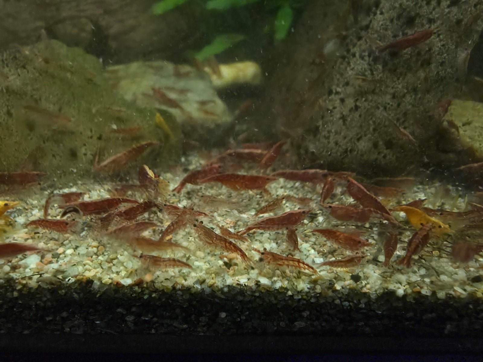 rode garnalen, Dieren en Toebehoren, Kreeft, Krab of Garnaal