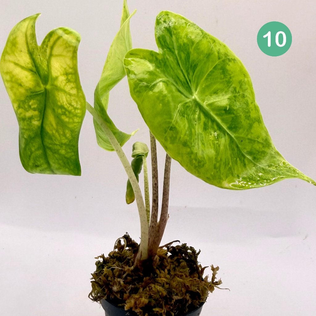 Alocasia Longiloba Aurea Variegata, Huis en Inrichting, Kamerplanten, Verzenden, Halfschaduw, Minder dan 100 cm