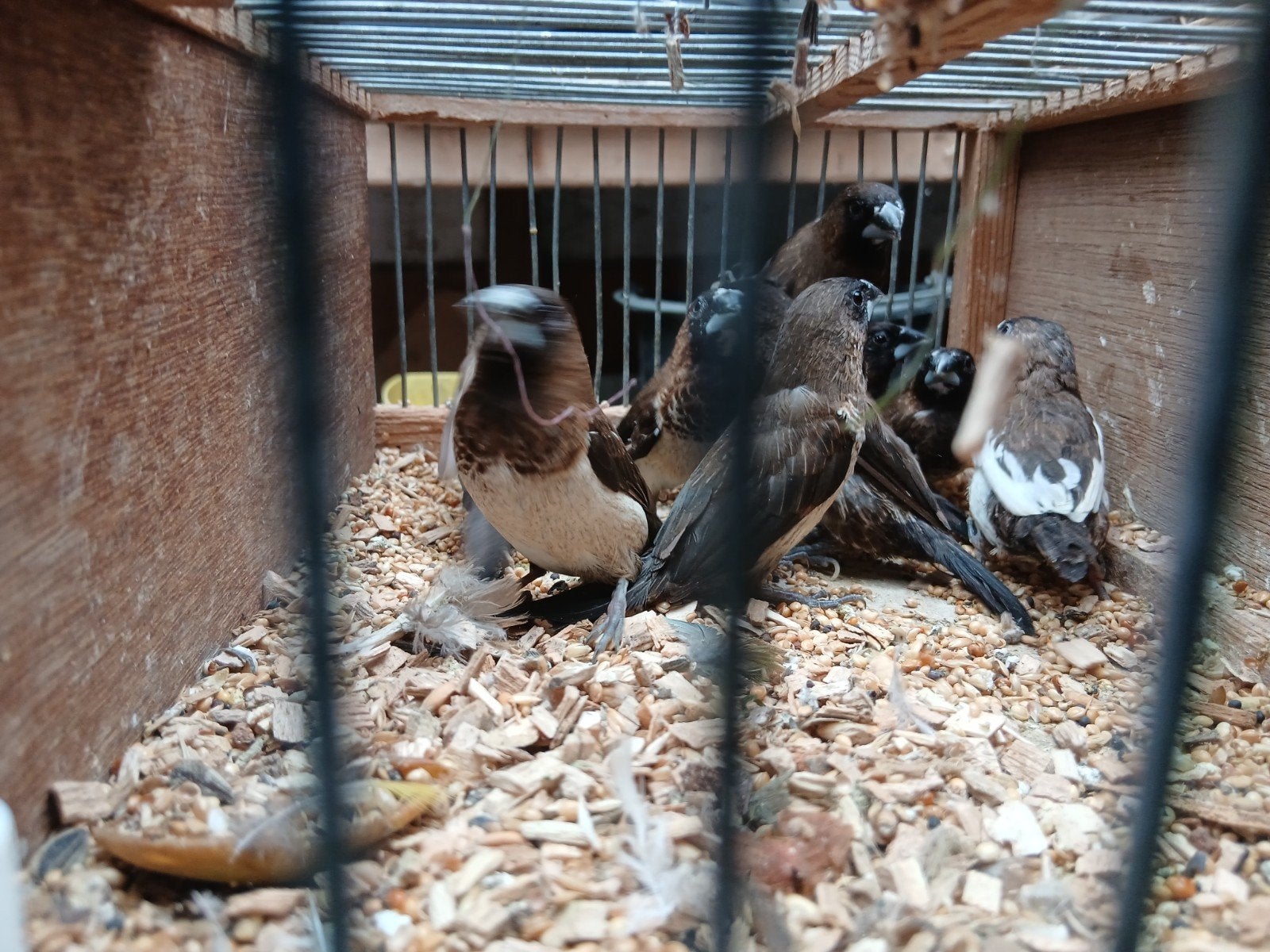 japanse meeuwtjes, Dieren en Toebehoren