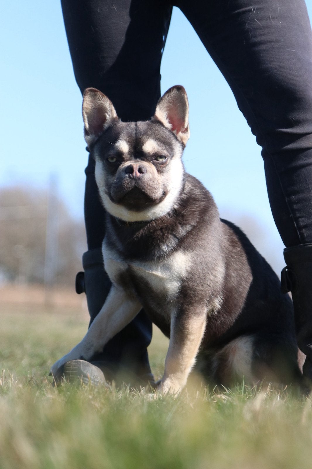 Franse bulldog reu 2 jaar oud, Dieren en Toebehoren, Particulier, Reu, 1 tot 2 jaar, Buitenland