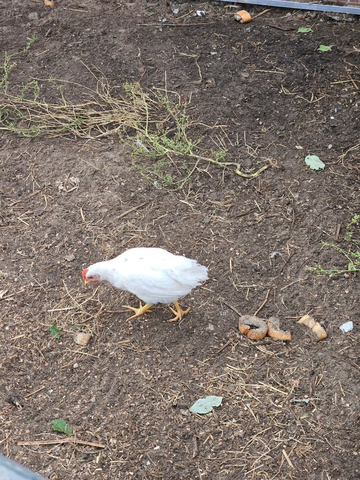 witte kuikens, Meerdere dieren, Kip