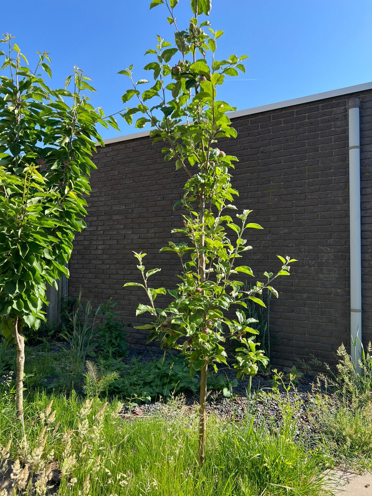 Malus domestica ‘Jonagold - appelboom, Ophalen, Halfschaduw, Overige soorten, Lente