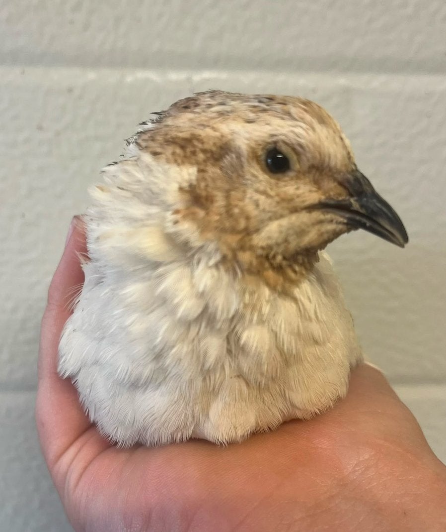 Groep japanse kwartel, Dieren en Toebehoren, Vogels | Overige Vogels, Meerdere dieren