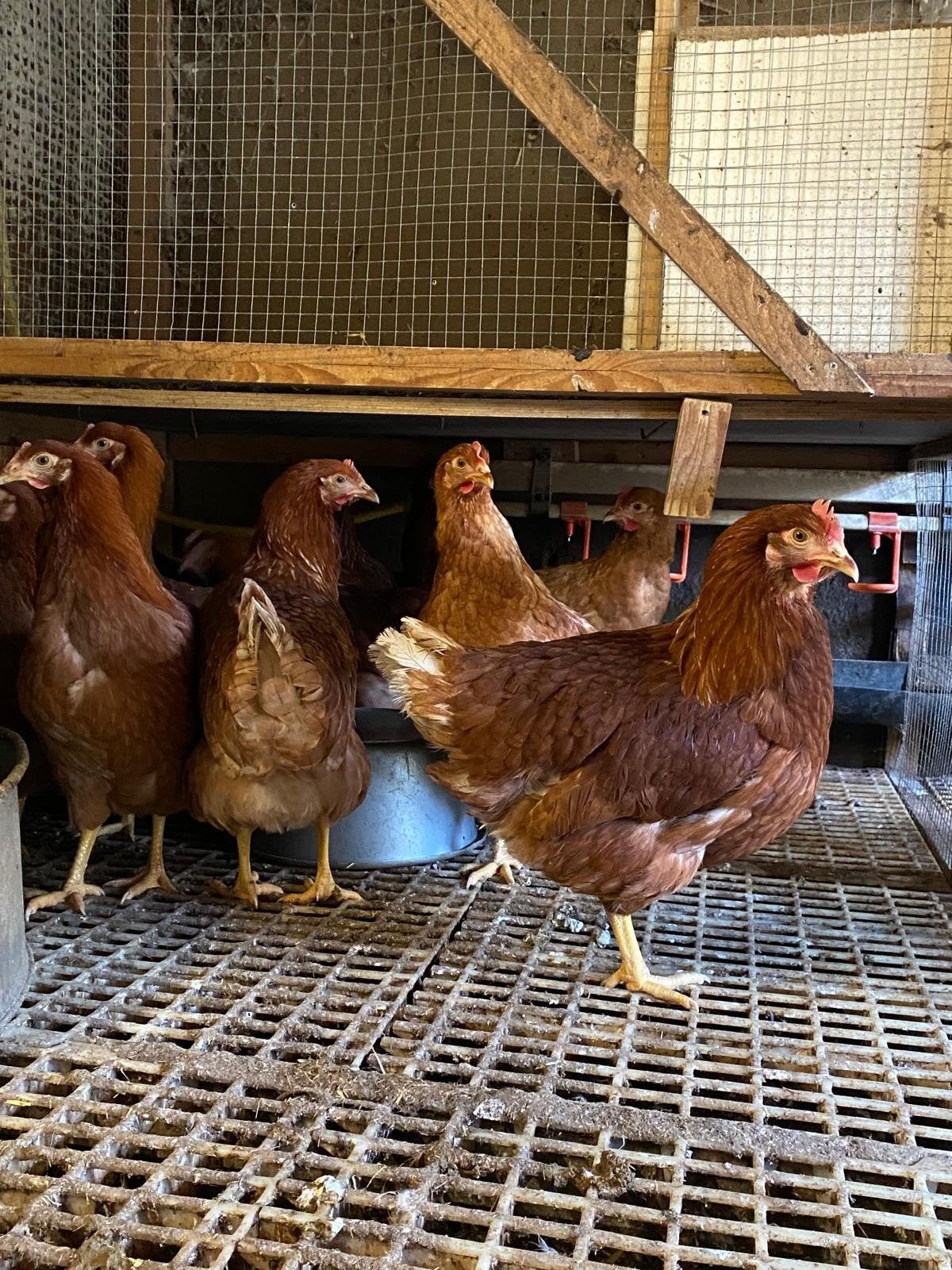 Mooie jonge bruine legkippen leghennen te koop tegen de leg, Dieren en Toebehoren, Vrouwelijk, Kip
