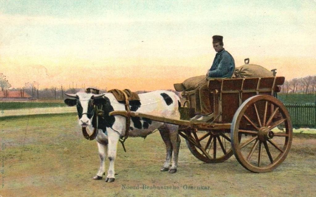 Noord Brabantsche Ossenkar mooie Tulpkaart uit 1927, Ophalen, Voor 1920, Gelopen, Noord-Brabant