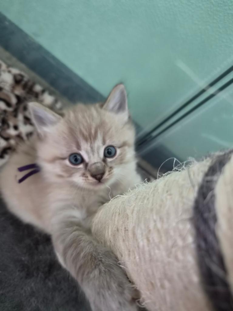 1 Ragdoll kitten beschikbaar  katertje., Kater, Ontwormd, 0 tot 2 jaar
