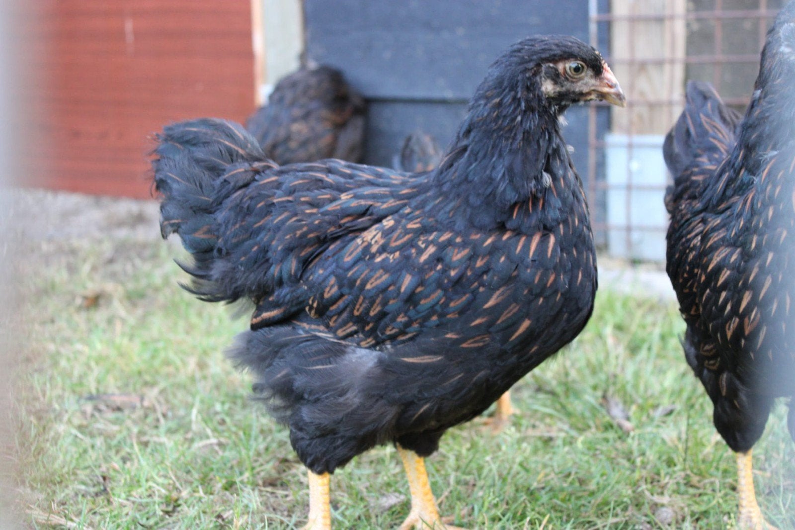 Dubbelgezoomde Barnevelders kippen, Dieren en Toebehoren, Pluimvee, Meerdere dieren, Kip