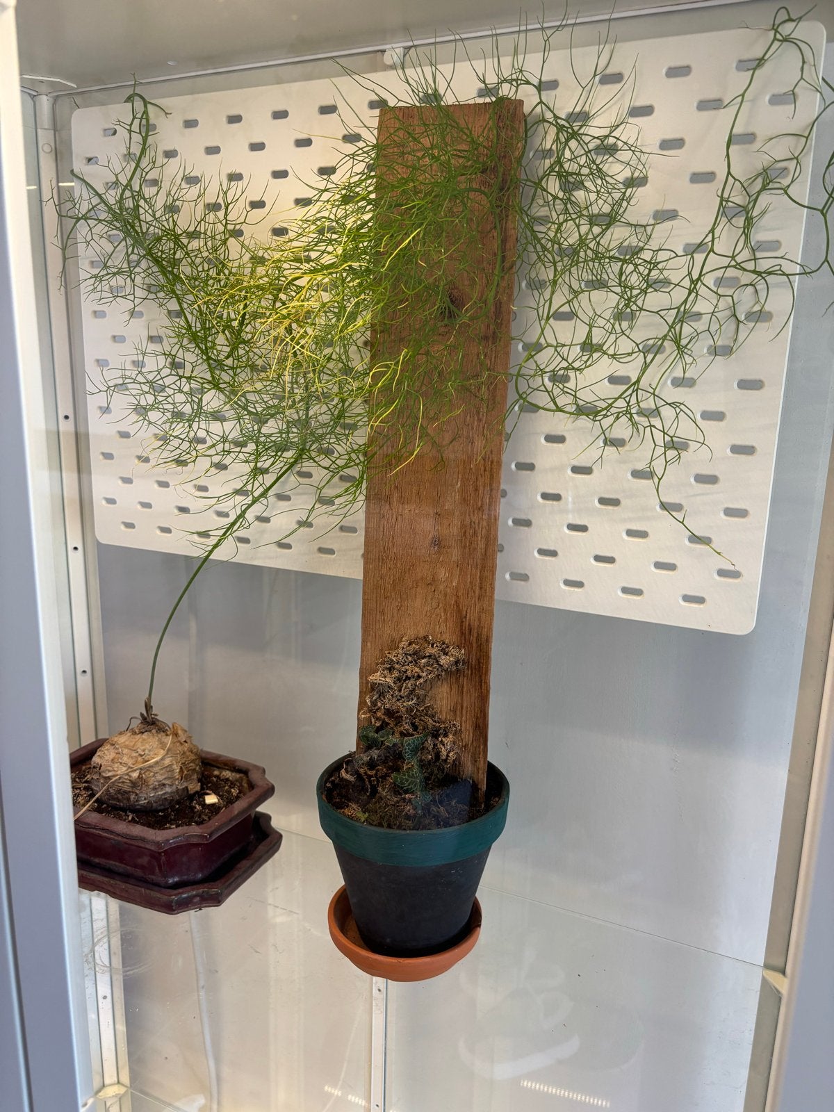 IKEA Milsbo Greenhouse Kast met LED-verlichting, Ophalen, Gebruikt, 50 tot 100 cm, Glas