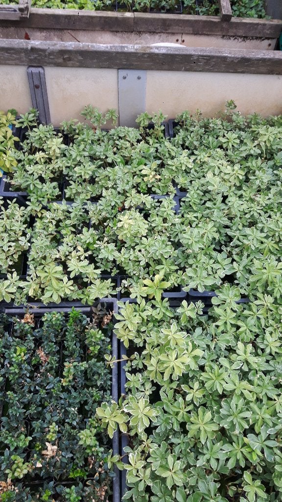 Pachysandra bont, Ophalen, Eenjarig, Overige soorten, Halfschaduw