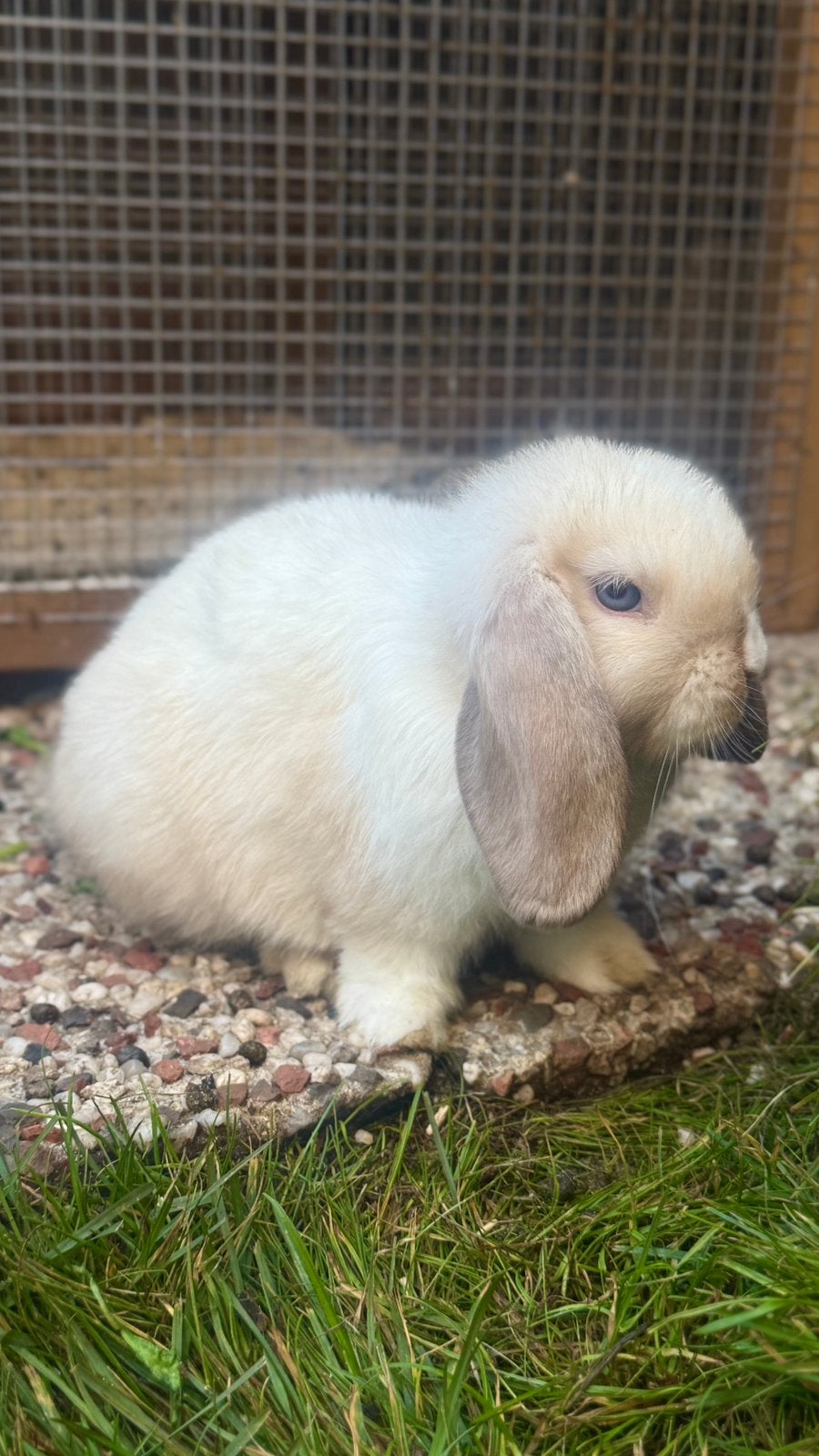 Knappe minilop voedster “Summer” zoekt een nieuw huisje., Dieren en Toebehoren, Vrouwelijk, Dwerg, Hangoor, 0 tot 2 jaar