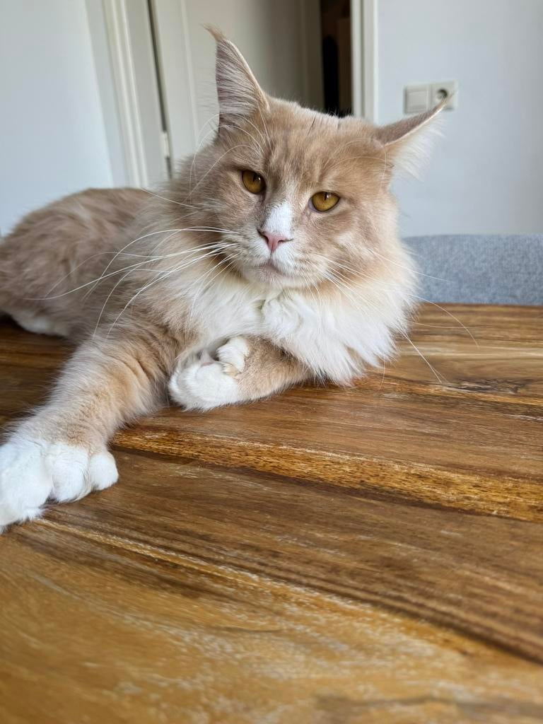 Dekkater Maine Coon / stamboom ES 22 voll.getest