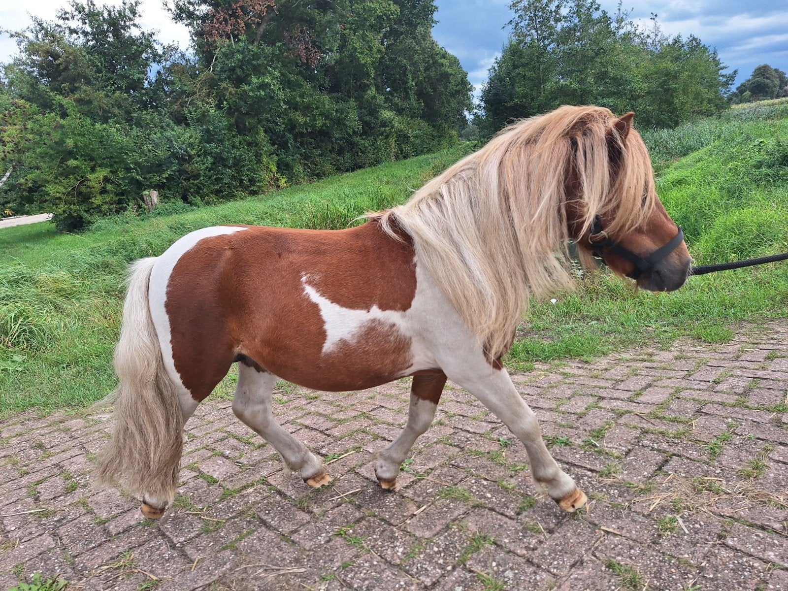 mak shetlander hengstje, Hengst, A pony (tot 1.17m), 0 tot 2 jaar