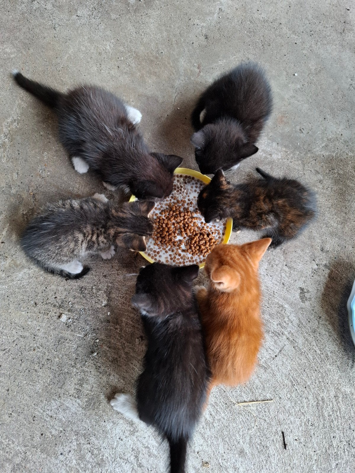 6 mooie kittens ️