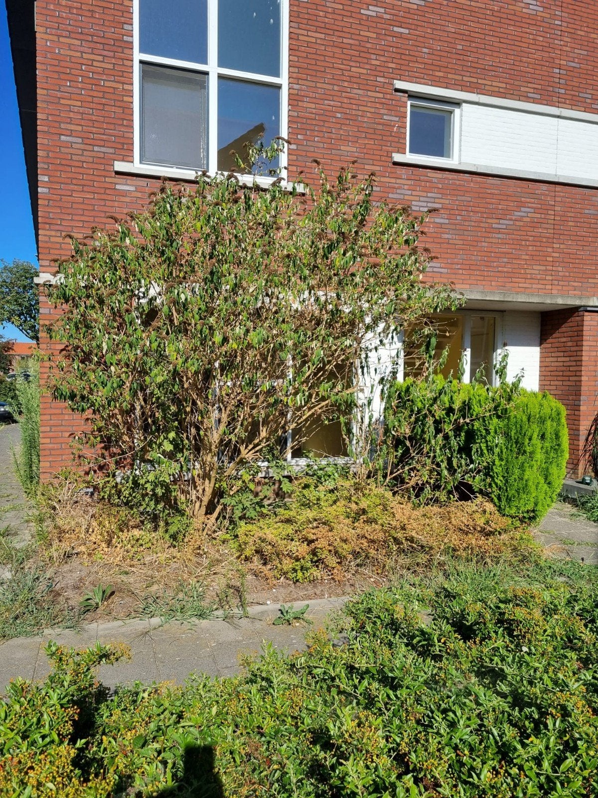 gratis ! vlinder struik en haagjes, Tuin en Terras, Ophalen, Halfschaduw, Overige soorten
