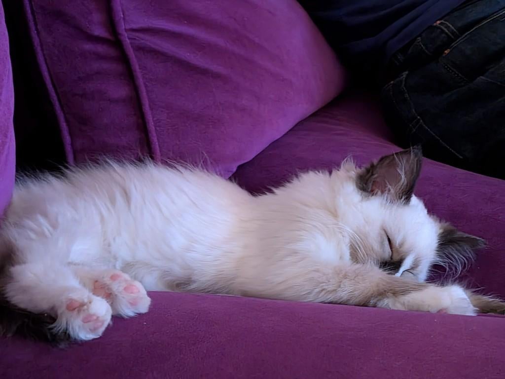 Lieve Ragdoll Kitten met stamboom, Dieren en Toebehoren, Katten en Kittens | Raskatten | Langhaar, Poes, Met stamboom, 0 tot 2 jaar
