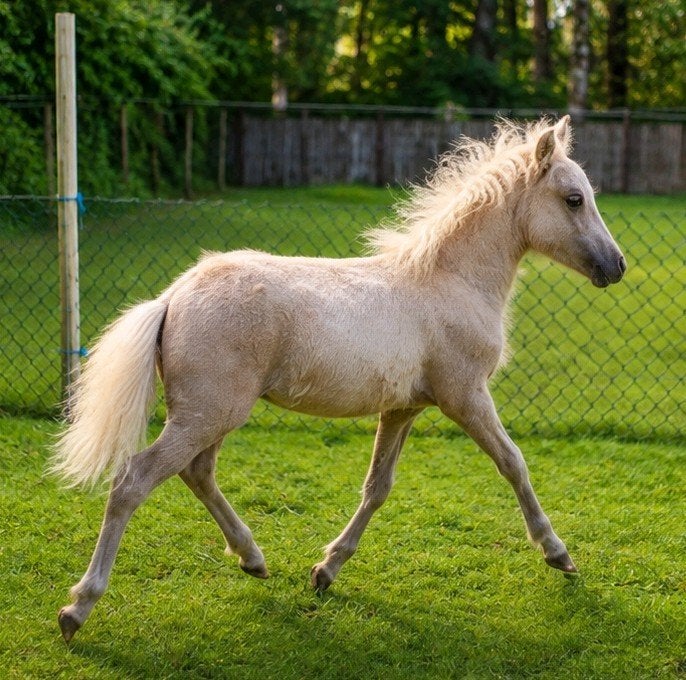 Golden Mini Palomino Curly veulen en zwartbr. hengst veulen, Dieren en Toebehoren, Merrie, A pony (tot 1.17m), Gechipt, 0 tot 2 jaar