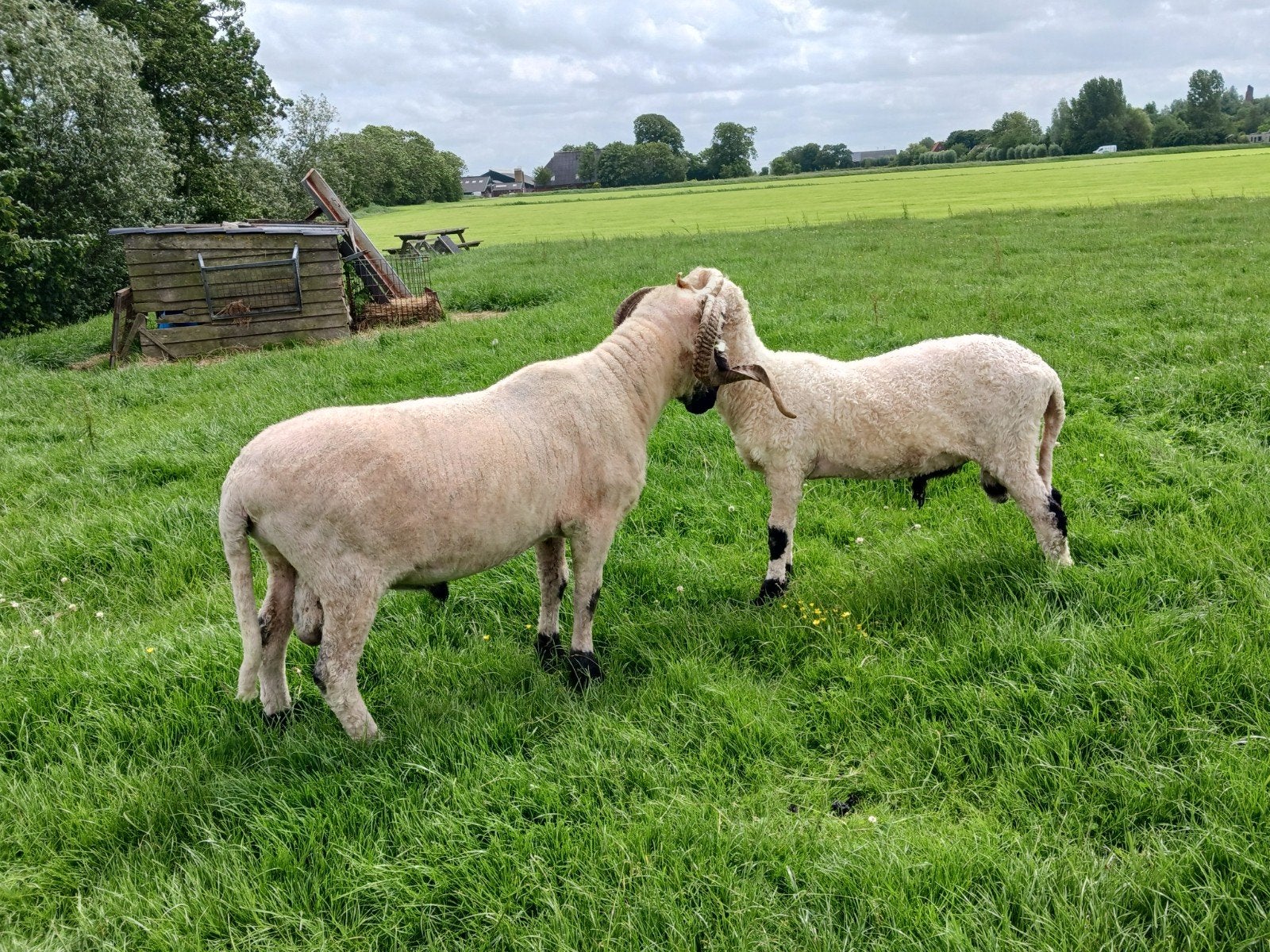 Walliser schwarznase rammen, Dieren en Toebehoren, Schapen, Geiten en Varkens, Mannelijk, Schaap