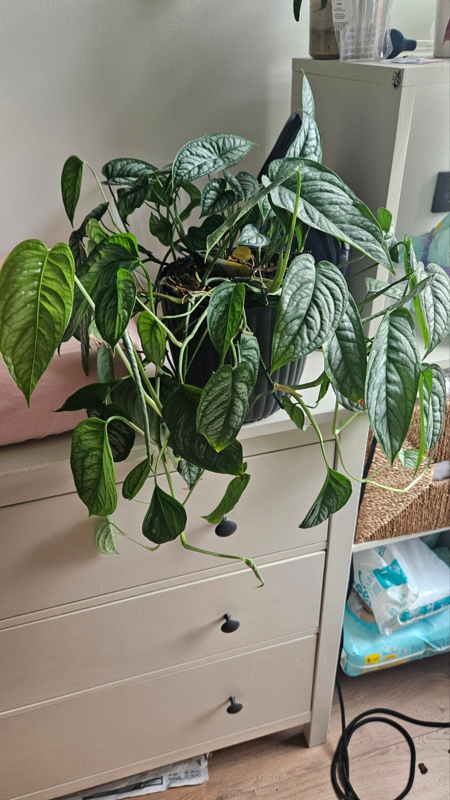 Monstera siltepecana el salvador, Ophalen, Halfschaduw, Minder dan 100 cm