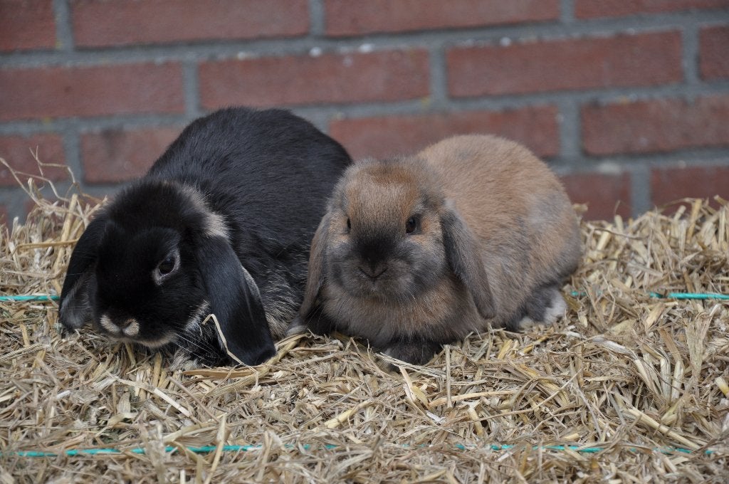Koppel jonge NHD konijnen gecastreerde ram + voedster, Dieren en Toebehoren, Konijnen, Meerdere dieren, Dwerg, Hangoor, 0 tot 2 jaar